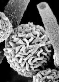 Image result for Dopatrium stachytarphetioides