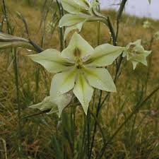 Image result for Gladiolus microspicatus