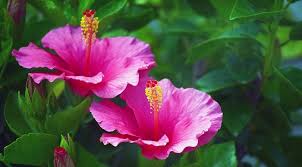 The floral axis is the support on which the parts are arranged. Hibiscus Flower Meaning Symbolism And Colors
