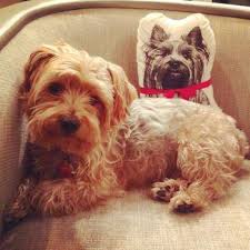 (like this woman who didn't shampoo for 5 years?). Details Of Yorkie Coloring Yorkshire Terrier Information Center