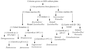 Flowchart For Identification Of Lab Genera By Phenotypic