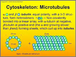 Maybe you would like to learn more about one of these? What Does The Cytoskeleton Look Like In An Animal Cell Quora