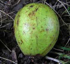 Hickory smoke is also treasured for curing. Shagbark Hickory Nutrition Facts Benefits Uses Side Effects