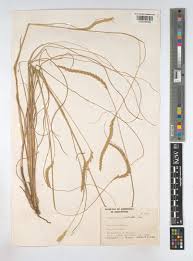 Image result for Elionurus