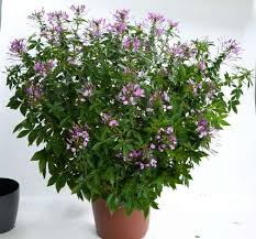 Image result for Cleome elegantissima