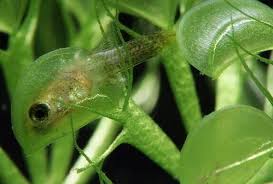 Image result for Aldrovanda