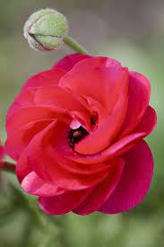 Persian Buttercup Ranunculus Asiaticus I Had Forgotten About Ranuculus A Beautiful Flower Another One That Gr Flowers Beautiful Flowers Persian Buttercup