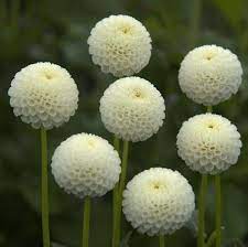 Tiny Treasure Dahlia Pretty Flowers Amazing Flowers Beautiful Flowers