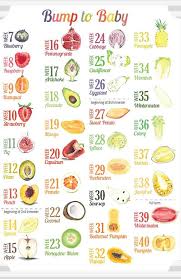 fruit of the month baby calendar baby fruit baby weeks