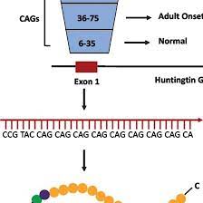 Genetics Of Huntington S Disease Hd Cag Repeats In Exon 1 Of Download Scientific Diagram