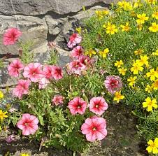 Image result for foto petúnie