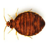The best bed bug pest control richmond va around. 25 Pest Control Service Ideas Pest Control Services Pest Control Pests