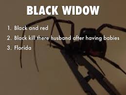 The widow spiders got their names from occasional observed behaviour of the females eating the males after copulation. Incest And Spider By Makhizs0403