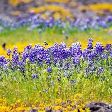 Image result for Oxyanthus latifolius