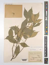 Image result for Toddaliopsis