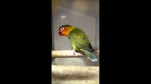 Maybe you would like to learn more about one of these? Fischeri Spangle D Green Series Youtube