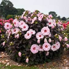 Do you find the idea of wanting to deadhead roses intimidating? Hibiscus Dark Mystery Pp32036 Walters Gardens Inc