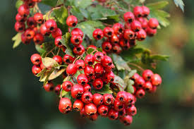 See varieties such as washington hawthorn, english hawthorn, and crusader. The History Mythology And Offerings Of Hawthorn