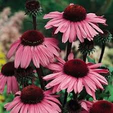 Pin On Gardening