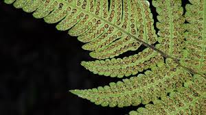 Image result for Christella dentata