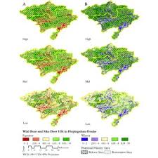Image result for Hilsenbergia petiolaris