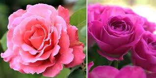Set of watercolor flower and leaf for greeting and invitation card decoration. Types Of Pink Flowers With Name And Picture Easy Identification