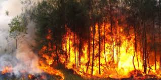 We did not find results for: Algerie 381 Hectares Forets Ravages Par Le Feu En 20 Jours