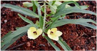 Image result for Pterodiscus aurantiacus