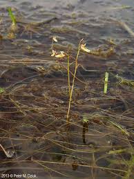 Image result for Utricularia  minor