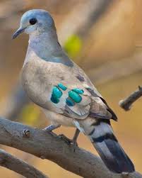 Zumrut Benekli Ahsap Guvercini Turtur Chalcos Animals Beautiful Birds Pet Birds