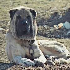 Anatolian Shepherd Malakli Mastiff Dog Kopek Atlar