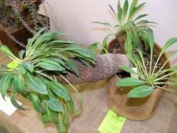 Image result for Trochomeria hookeri