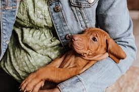 Health certificate, lot's of hands on love from day one!visit facebook gemmaspuppies vizslas to see more! How Much Does A Vizsla Cost Puppy Prices Expenses