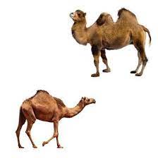 While it doesn't store water in the hump, a camel's body has the capacity to conserve water and can compensate for a loss of as much as 25 gallons of water. Differences Between Camels And Dromedaries