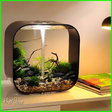 Aquarium ikan cupang hias tema avatar keren / betta fish aquarium setup channel gun ae kali ini menghias aquarium cupang. 10 Gambar Aquarium Ikan Cupang Unik Minimalis Baik Untuk Hias Dan Petarung Dunia Fauna Hewan Binatang Tumbuhan Desain Akuarium Aquarium Ikan Aquarium Air Tawar