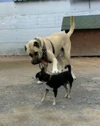 Pin By Latifbuyukdacik On Kangal Kopegi Animals Dogs