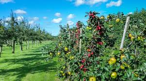 It's been known to withstand summer temperatures of well over 100. Columnar Fruit Trees Not Enough Space No Problem Home Mum