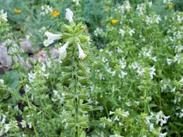 Image result for Stachys pseudonigricans