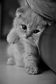 Just Wittle Guy Hayvanlar Hayvan Sevimli Hayvan Yavrulari