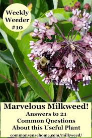 Some images are hidden because they can no longer be found or. Marvelous Milkweed Answers To 21 Common Questions