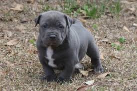 $800 (wylie dallas ) pic hide this posting. Muglestons Pitbull Farm Pitbulls For Sale Pit Bulls For Sale Pitbull Kennels Pitbull Dogs Pit Bull Dogs