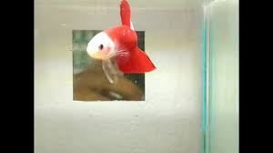 Ikan cupang merah, ikan pertarungan siam, cupang, hewan, oranye, hewan peliharaan png. Ikan Cupang Termahal Haha Ternyata Bukan Cupang Merah Putih Betta Fish Red White Youtube