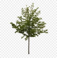 Environment earth day in the hands of trees growing seedlings. Free Photoshop Tree Cut Out Hd Png Download 594x800 3952937 Pngfind