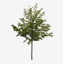 Free for commercial use high quality images Free Photoshop Tree Cut Out Hd Png Download 594x800 3952937 Pngfind