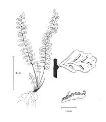 Image result for Asplenium trichomanes