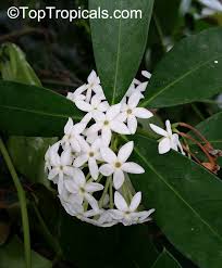 Image result for Acokanthera schimperi