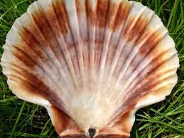 Complement De Lettre De L Utp Universite En Parapsychologie En 2020 Parapsychologie Coquille Saint Jacques Image Spirituelle