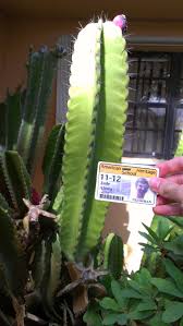 Cacti plants know best how to maneuver around them. Modified Leaf Of A Plant Cactus Ap Biology And The Summer Assignment