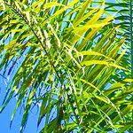 Image result for Gaussia maya