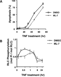 The synthesis of hsps is a universal phenomenon, occurring in all plant and animal species studied, including humans. Myosin Ii Light Chain Phosphorylation Regulates Membrane Localization And Apoptotic Signaling Of Tumor Necrosis Factor Receptor 1 Journal Of Biological Chemistry